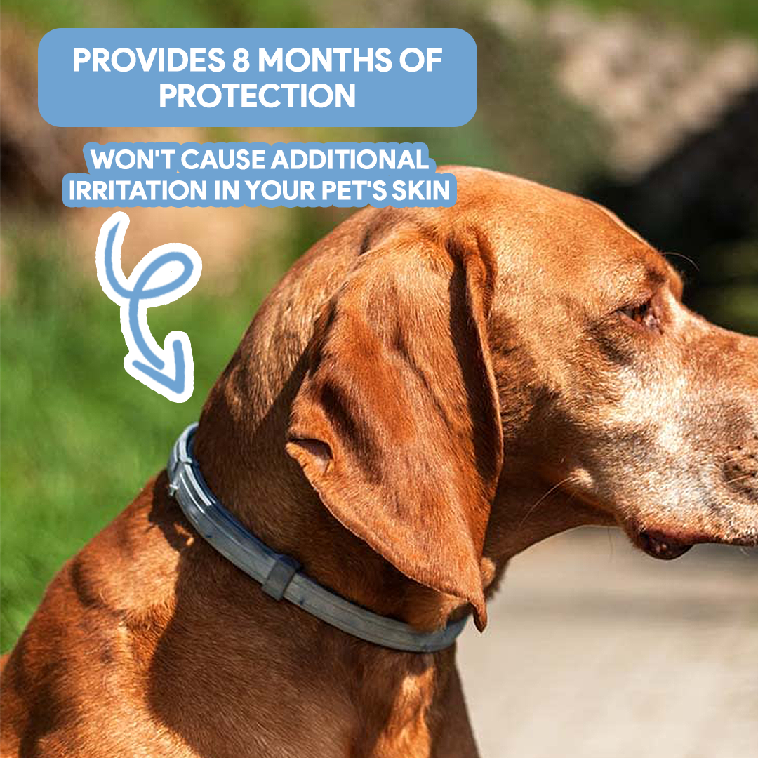 AntiTickCollar™ V.2. - Flea and tick repellent for up to 8 months!